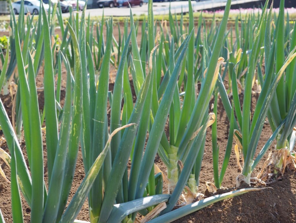 埼玉県で家庭菜園を