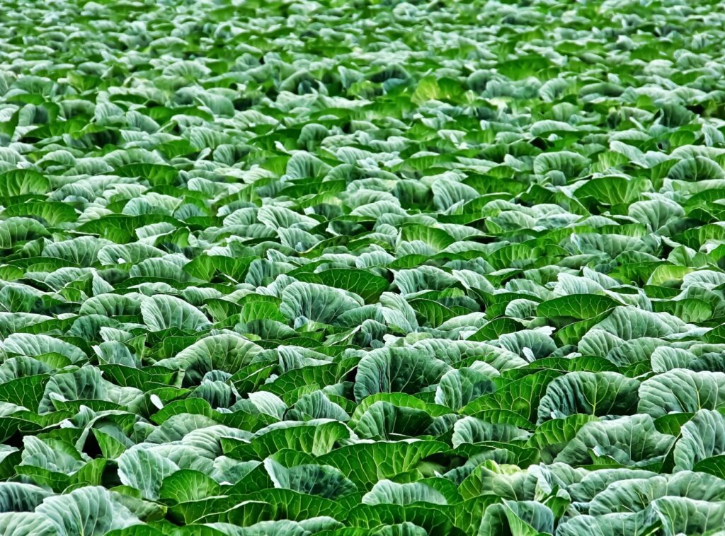 群馬県で栽培するおすすめの野菜