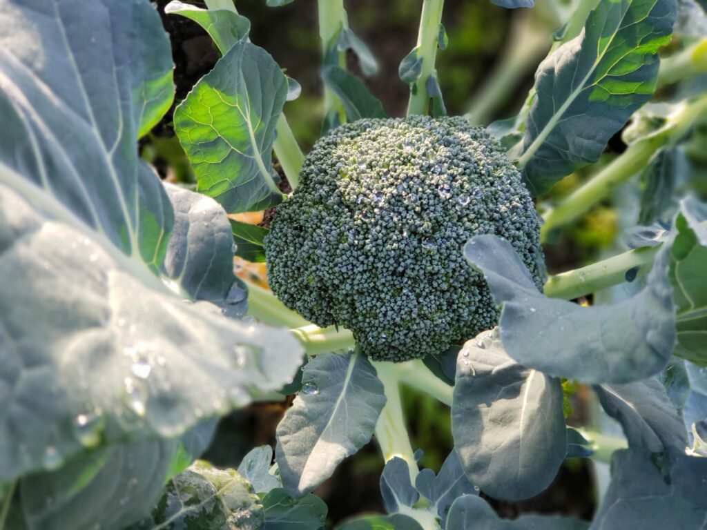 香川県の地元野菜を