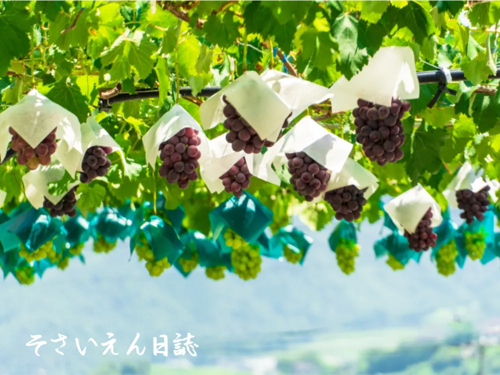 甲州と巨峰晩生 山梨の空を彩る