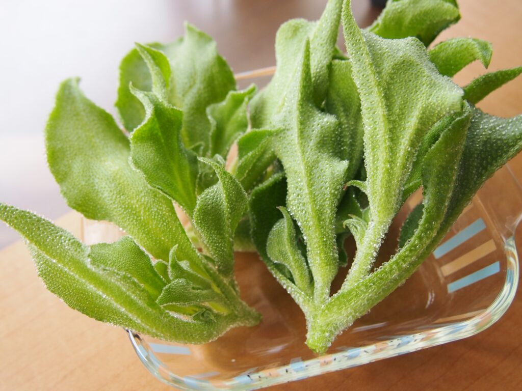 南アフリカの庭で楽しむ野菜