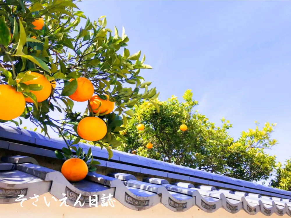 夏みかん 瓦にのぞく 萩のまち