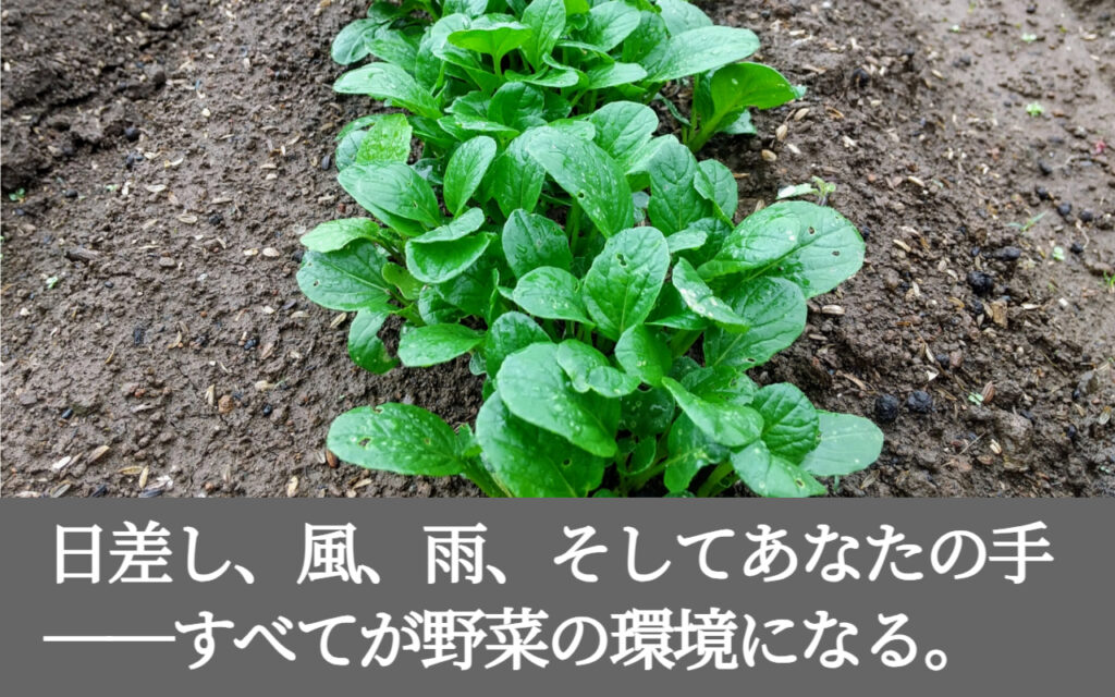 日差し、風、雨、そしてあなたの手──すべてが野菜の環境になる。