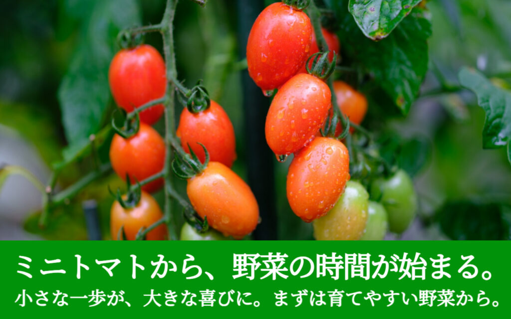 ミニトマトから、野菜の時間が始まる。小さな一歩が、大きな喜びに。まずは育てやすい野菜から。