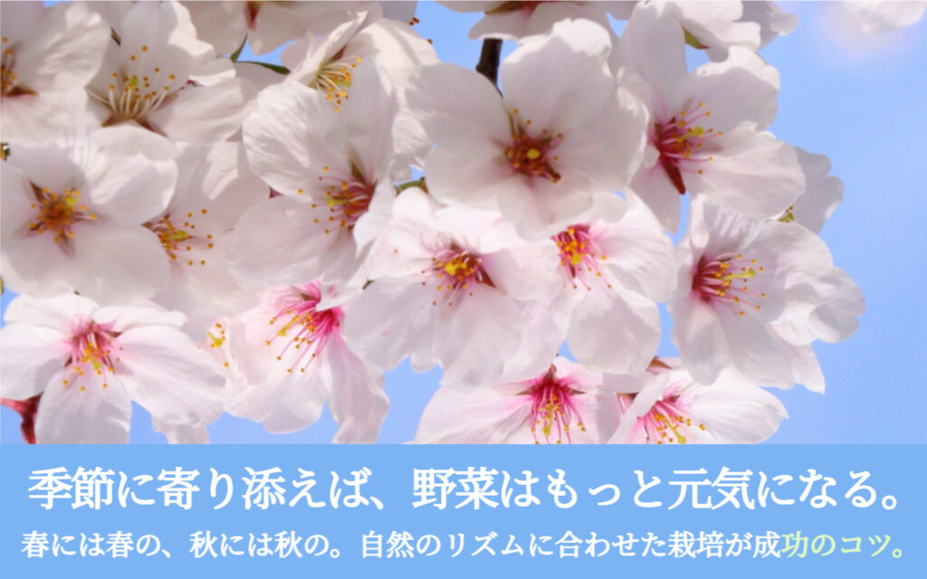 季節に寄り添えば、野菜はもっと元気になる。春には春の、秋には秋の。自然のリズムに合わせた栽培が成功のコツ。