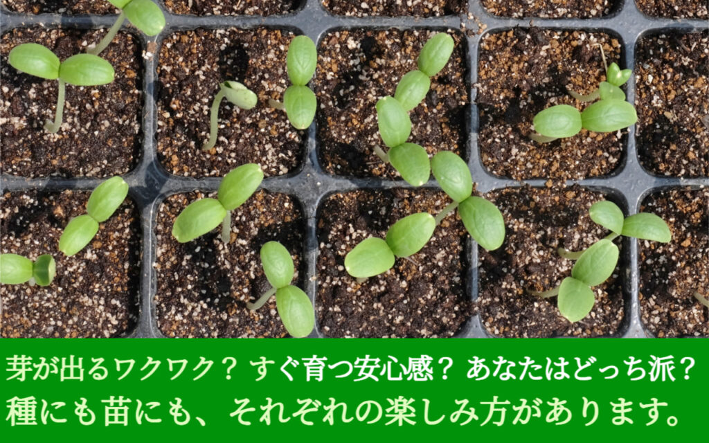 芽が出るワクワク? すぐ育つ安心感? あなたはどっち派?種にも苗にも、それぞれの楽しみ方があります。