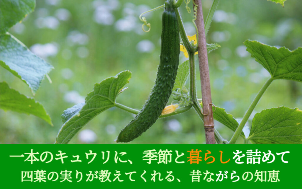一本のキュウリに、季節と暮らしを詰めて─四葉の実りが教えてくれる、昔ながらの知恵。
