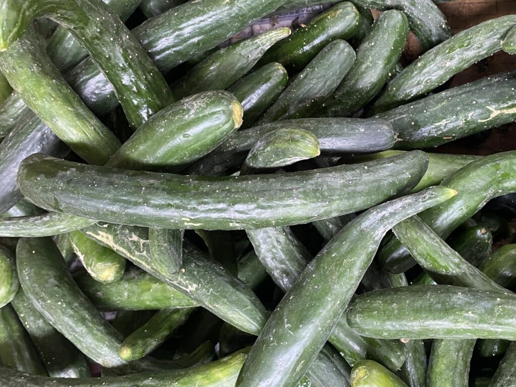 台湾の主要野菜