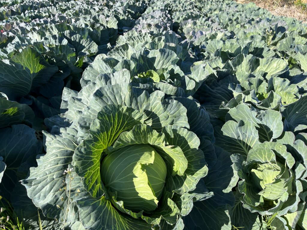 愛知県で家庭菜園を始める人へ