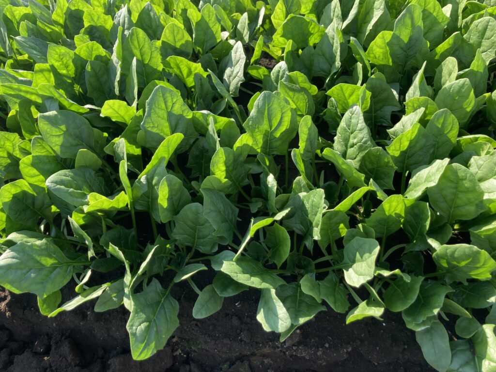 奈良県の風土が育む美味野菜