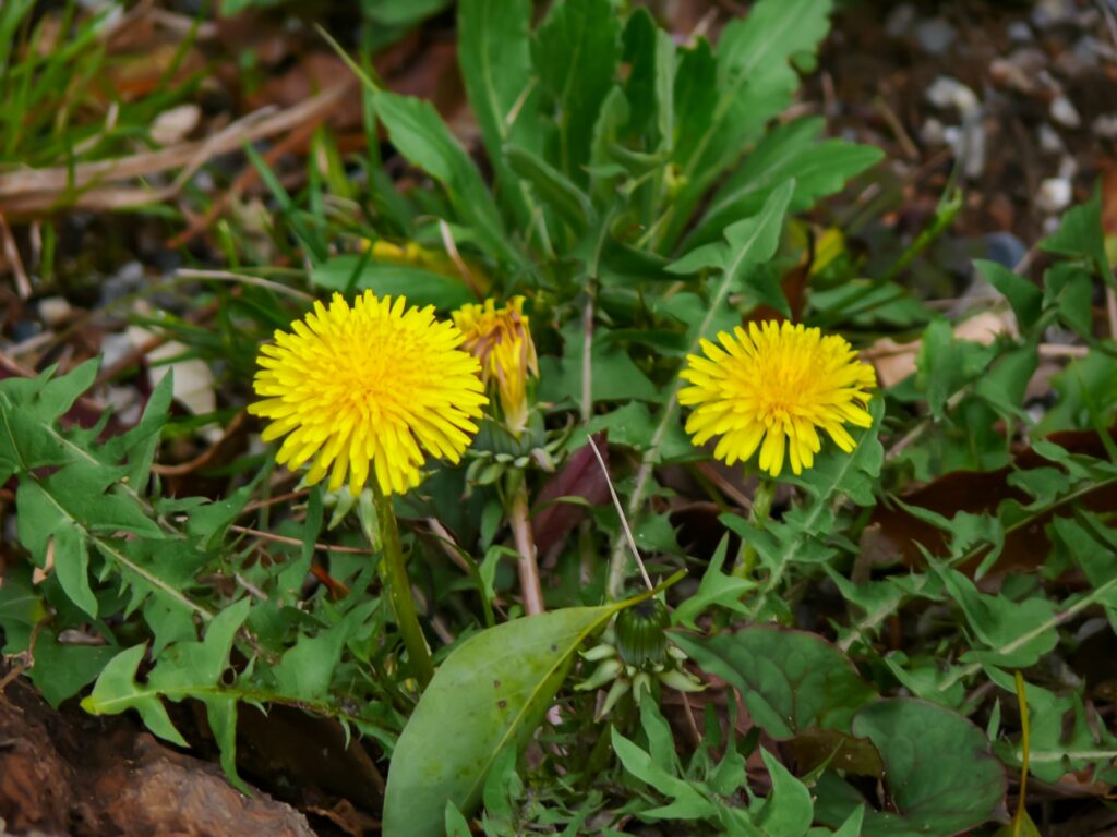 春に花が咲く野草