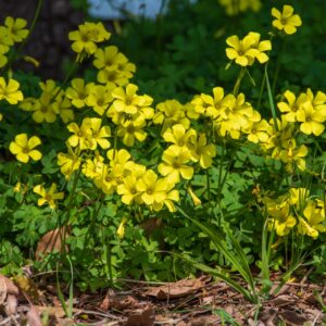 春を彩る野草たち