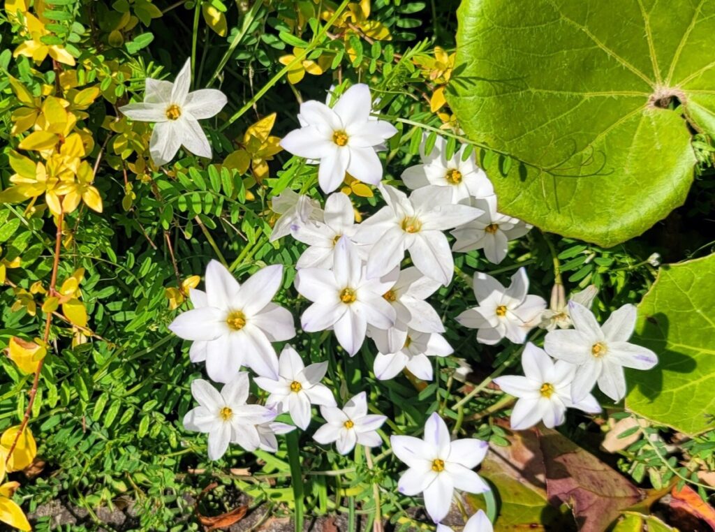 アルゼンチンの花楽園