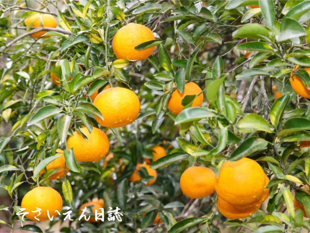 甘夏の 枝にひときわ 鮮やかに