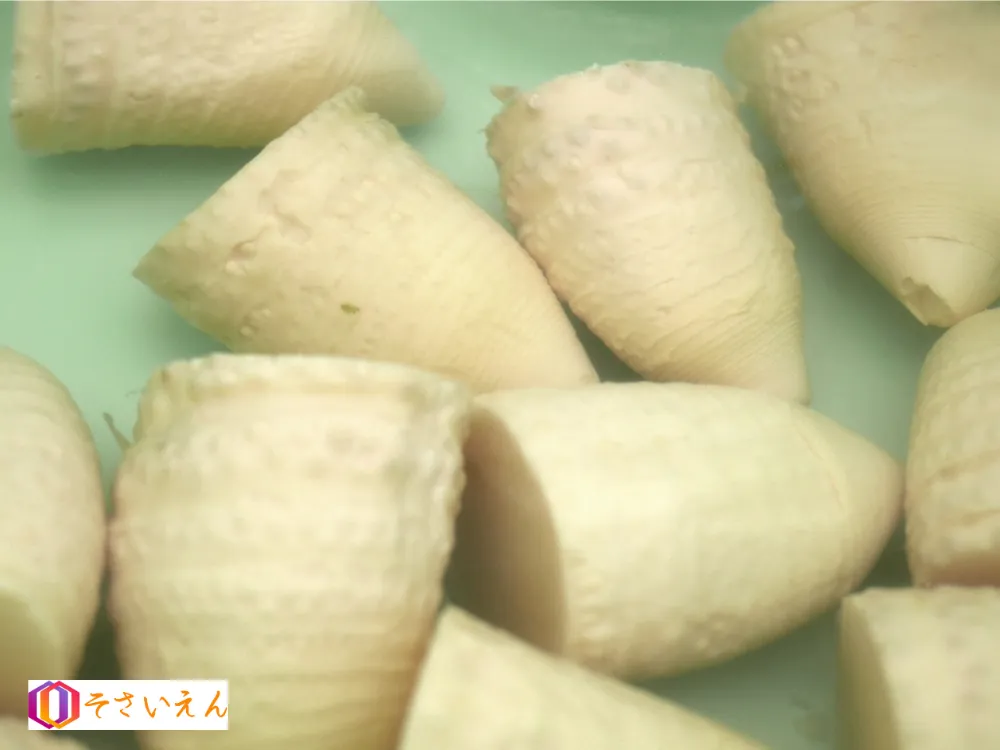春の一瞬を缶にとじこめる
