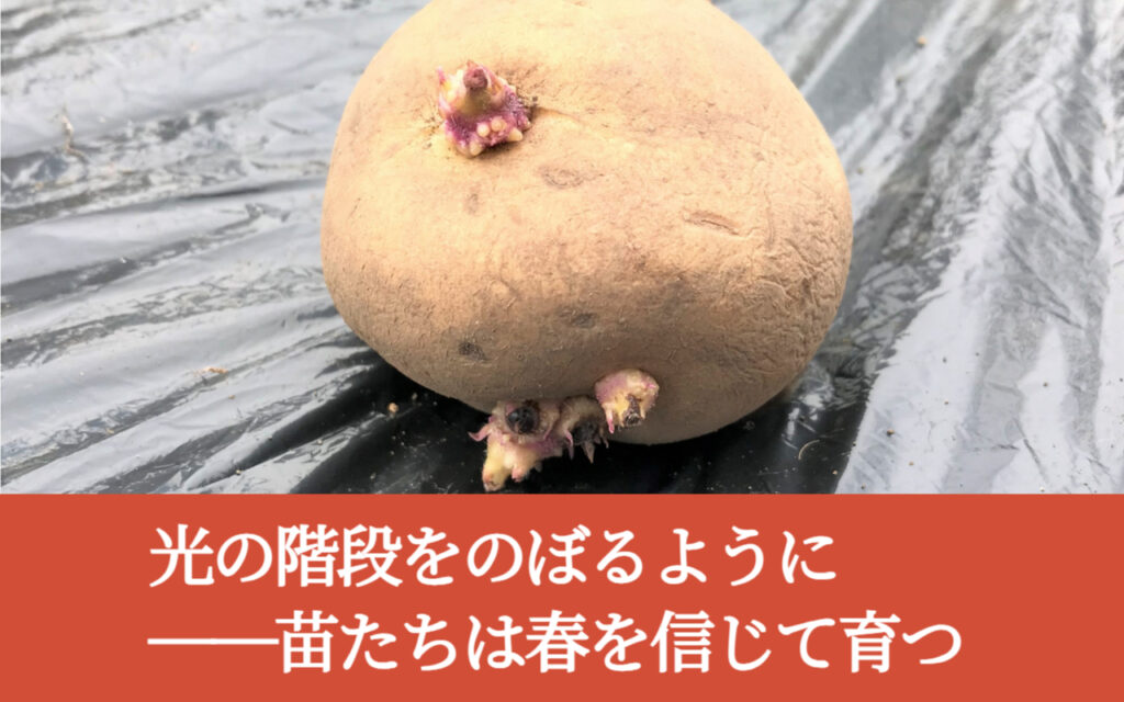光の階段をのぼるように──苗たちは春を信じて育つ