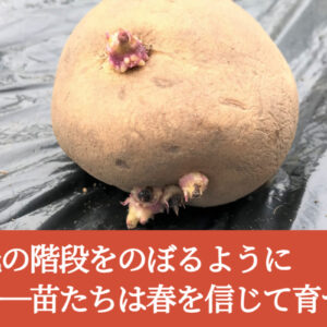 光の階段をのぼるように──苗たちは春を信じて育つ