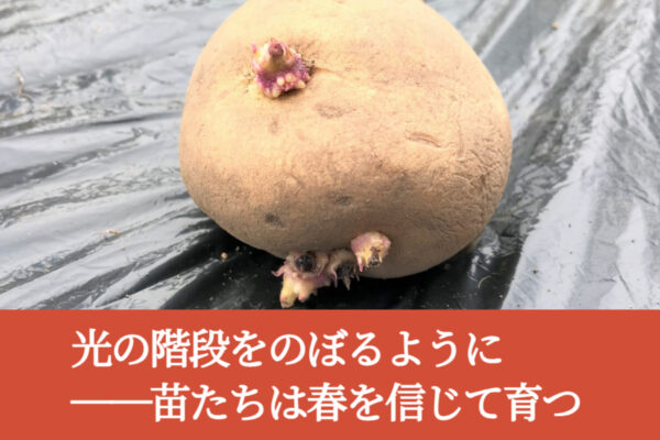 光の階段をのぼるように──苗たちは春を信じて育つ