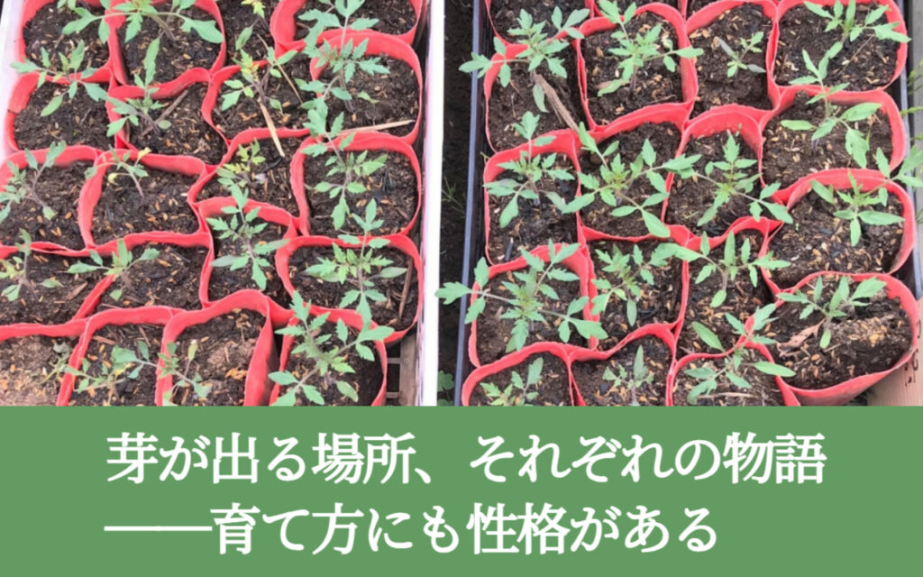 芽が出る場所、それぞれの物語──育て方にも性格がある