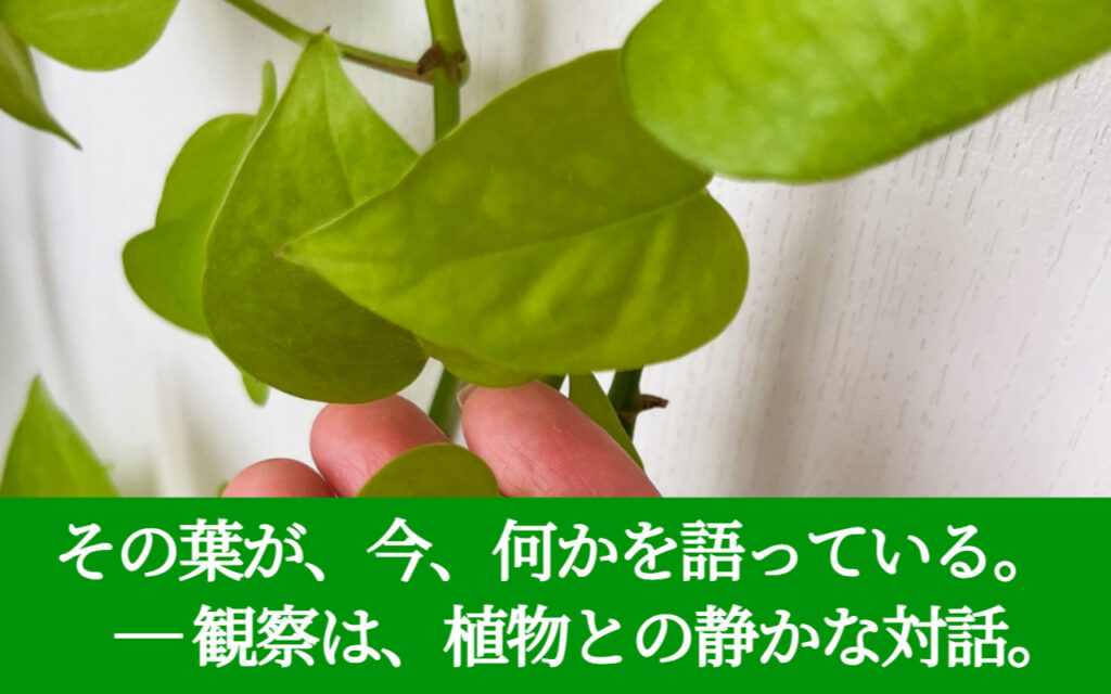 その葉が、今、何かを語っている。 ― 観察は、植物との静かな対話。