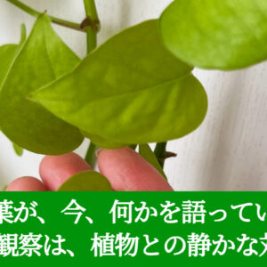 その葉が、今、何かを語っている。　― 観察は、植物との静かな対話。