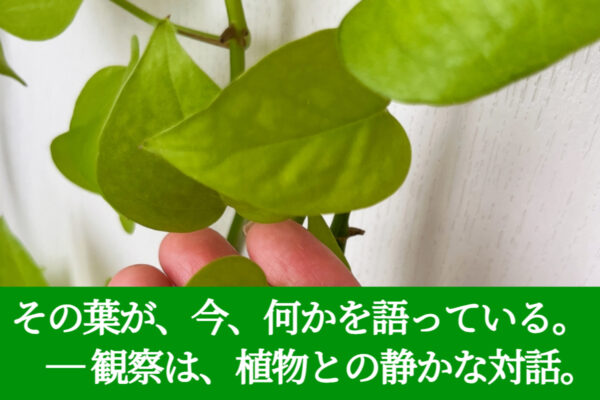 その葉が、今、何かを語っている。　― 観察は、植物との静かな対話。