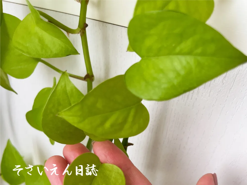 草木の声を聴くガーデナーの腕