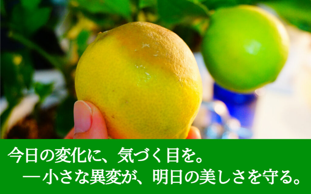 今日の変化に、気づく目を。 ― 小さな異変が、明日の美しさを守る。