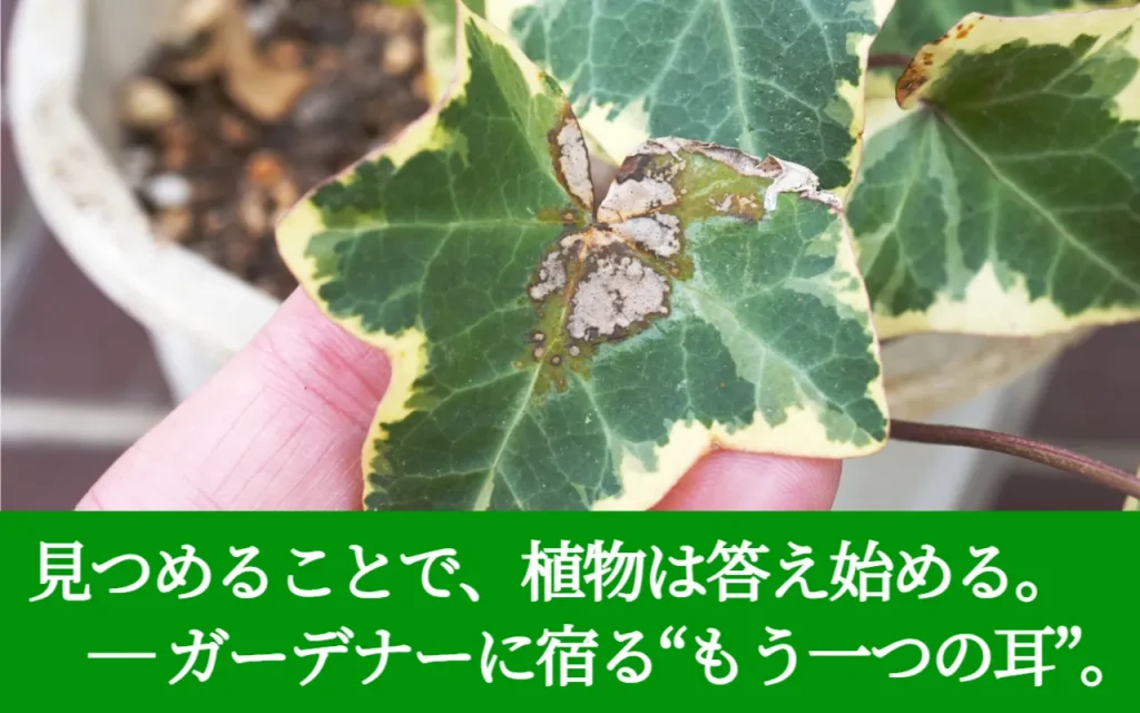見つめることで植物は答え始める