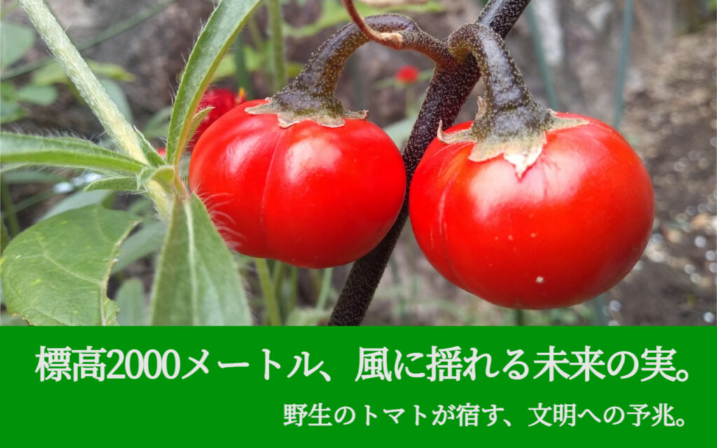 標高2000メートル、風に揺れる未来の実。野生のトマトが宿す、文明への予兆。