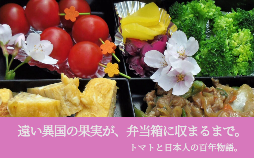 遠い異国の果実が、弁当箱に収まるまで。トマトと日本人の百年物語。