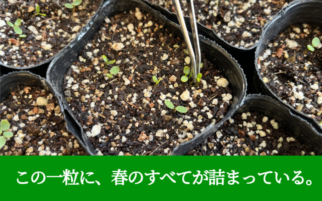 この一粒に、春のすべてが詰まっている。