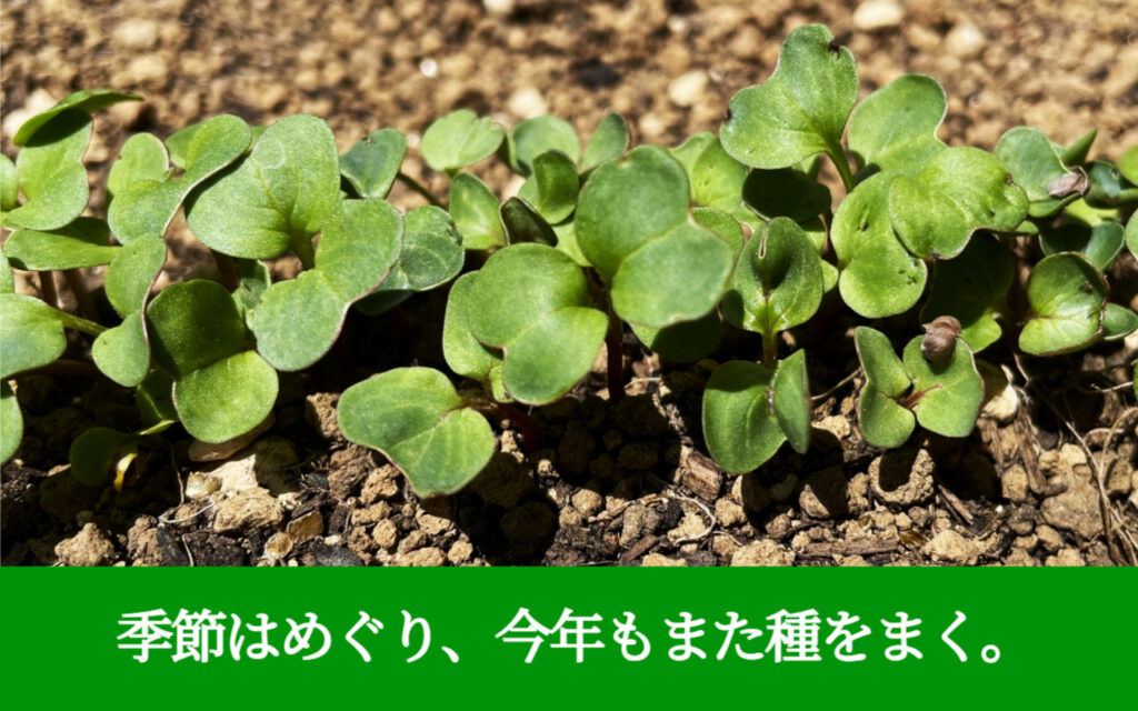 季節はめぐり、今年もまた種をまく。
