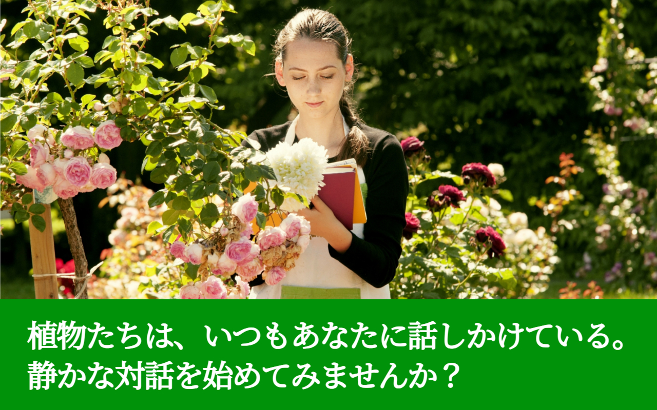 植物たちは、いつもあなたに話しかけている。静かな対話を始めてみませんか？
