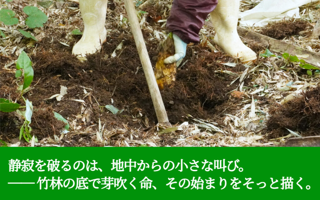 静寂を破るのは、地中からの小さな叫び。── 竹林の底で芽吹く命、その始まりをそっと描く。