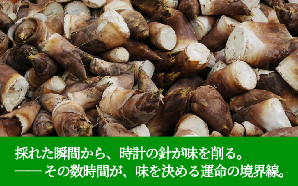 採れた瞬間から、時計の針が味を削る。── その数時間が、味を決める運命の境界線。