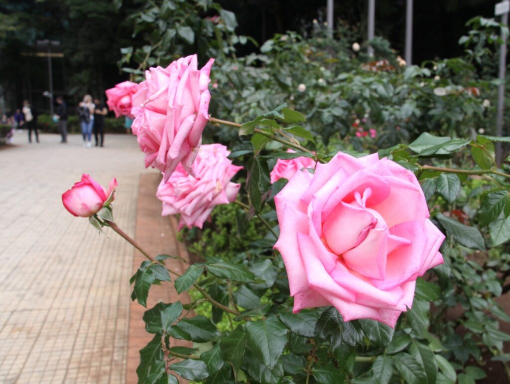 愛好家へ　お奨めブラジルの花