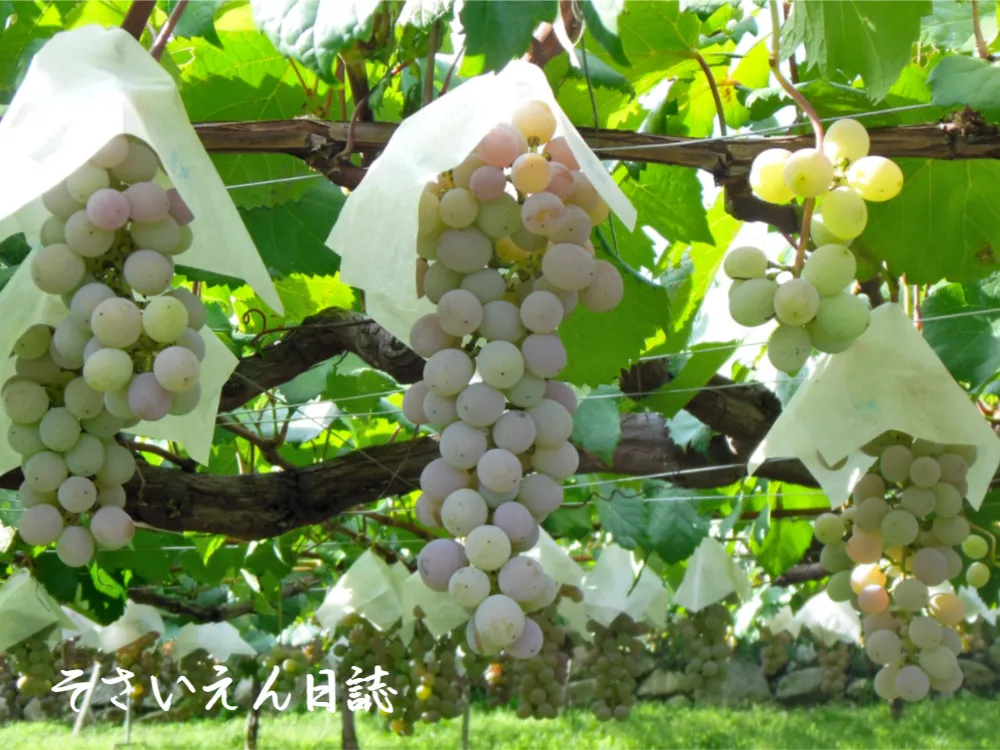 甲州ブドウの棚