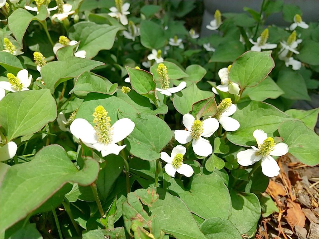 夏に咲く野草の魅力