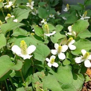 夏に咲く野草の魅力