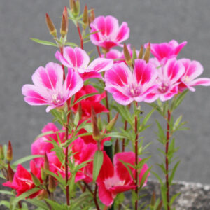 ゴデチアの花を観察する。サインを解する、ガーデナーの目
