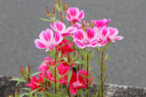 ゴデチアの花を観察する。サインを解する、ガーデナーの目