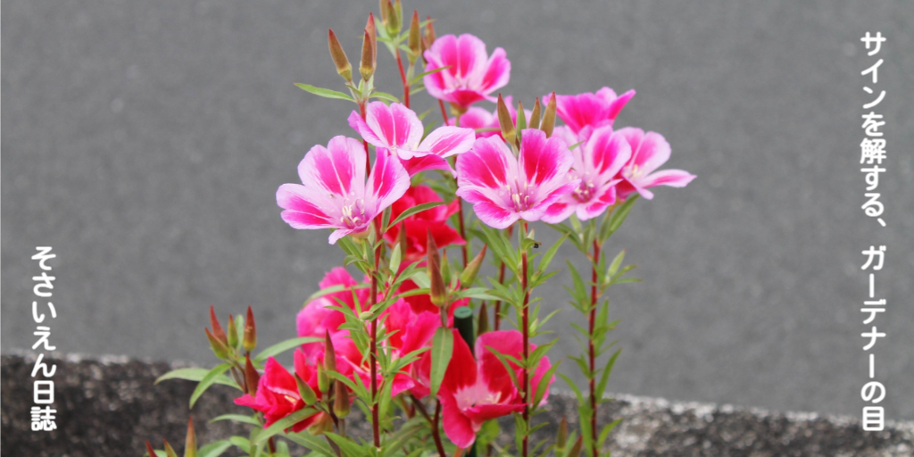 ゴデチアの花を観察する。サインを解する、ガーデナーの目