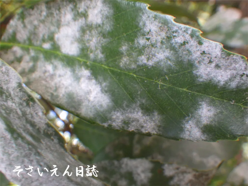 白い粉がつくと うどんこ病かも