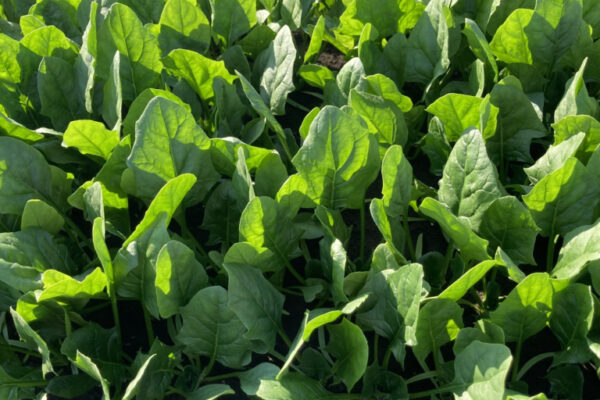 血をつくる鉄分、法蓮草がすごい