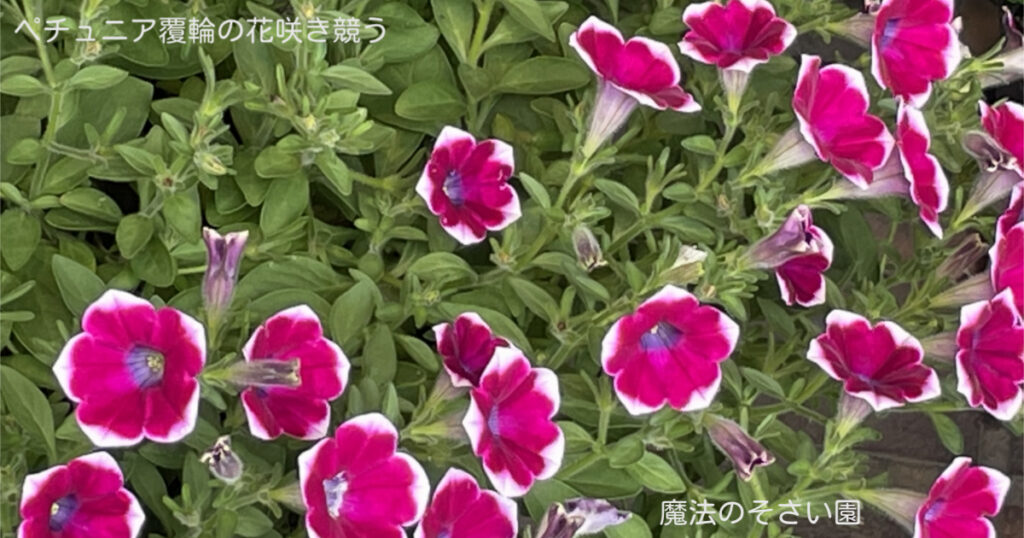 ペチュニア覆輪の花咲き競う