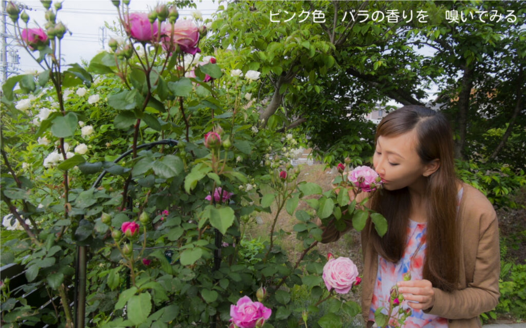 ピンク色 バラの香りを 嗅いでみる