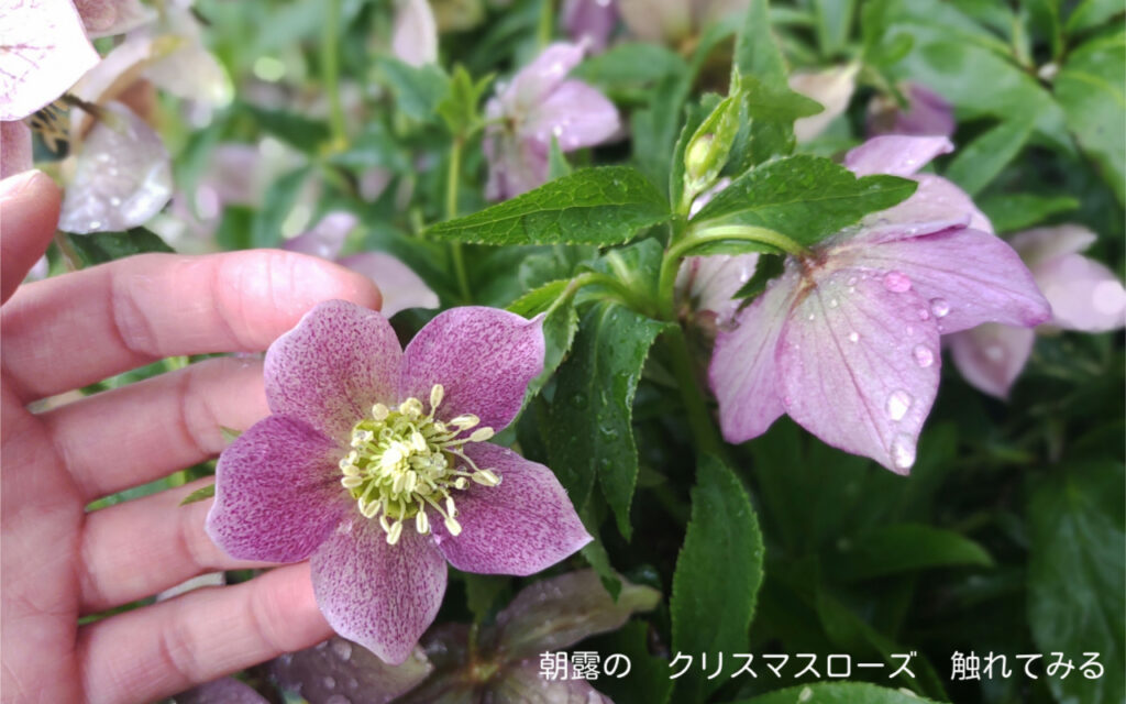 朝露の クリスマスローズ 触れてみる