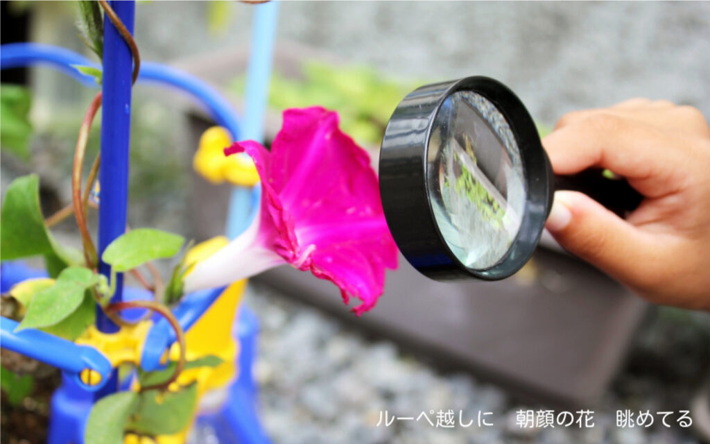ルーペ越しに 朝顔の花 眺めてる