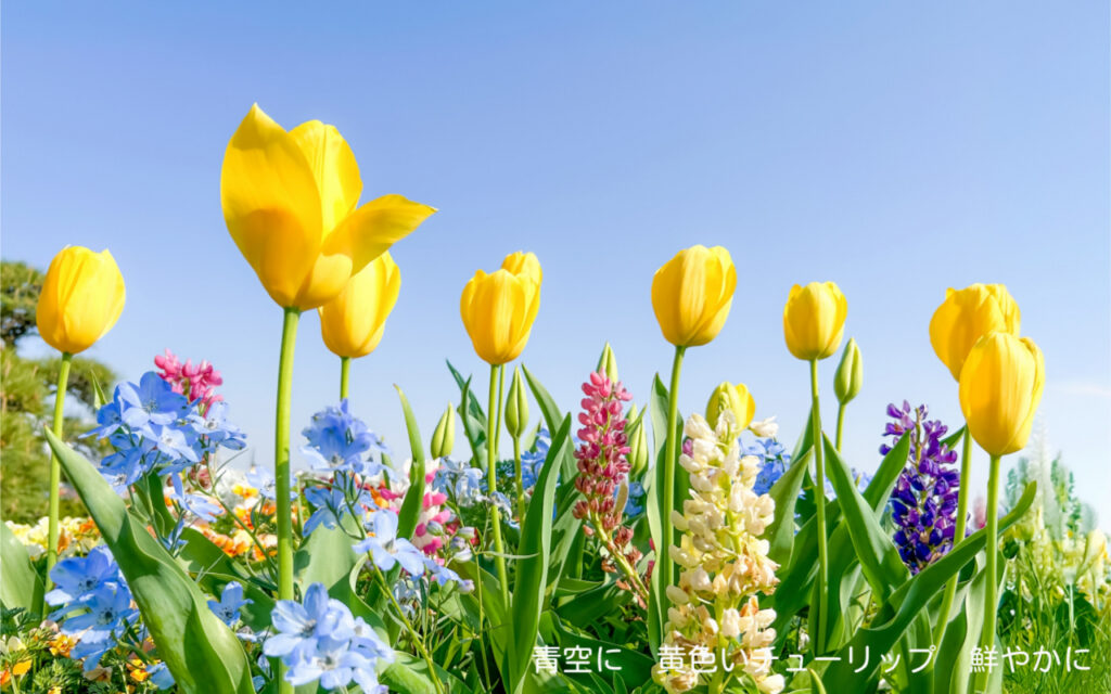 青空に 黄色いチューリップ 鮮やかに
